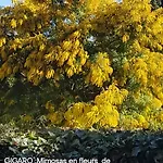 Un Petit Paradis A Gigaro *