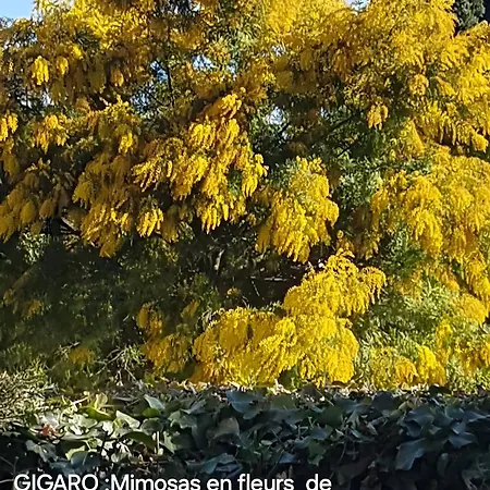 Un Petit Paradis A Gigaro *